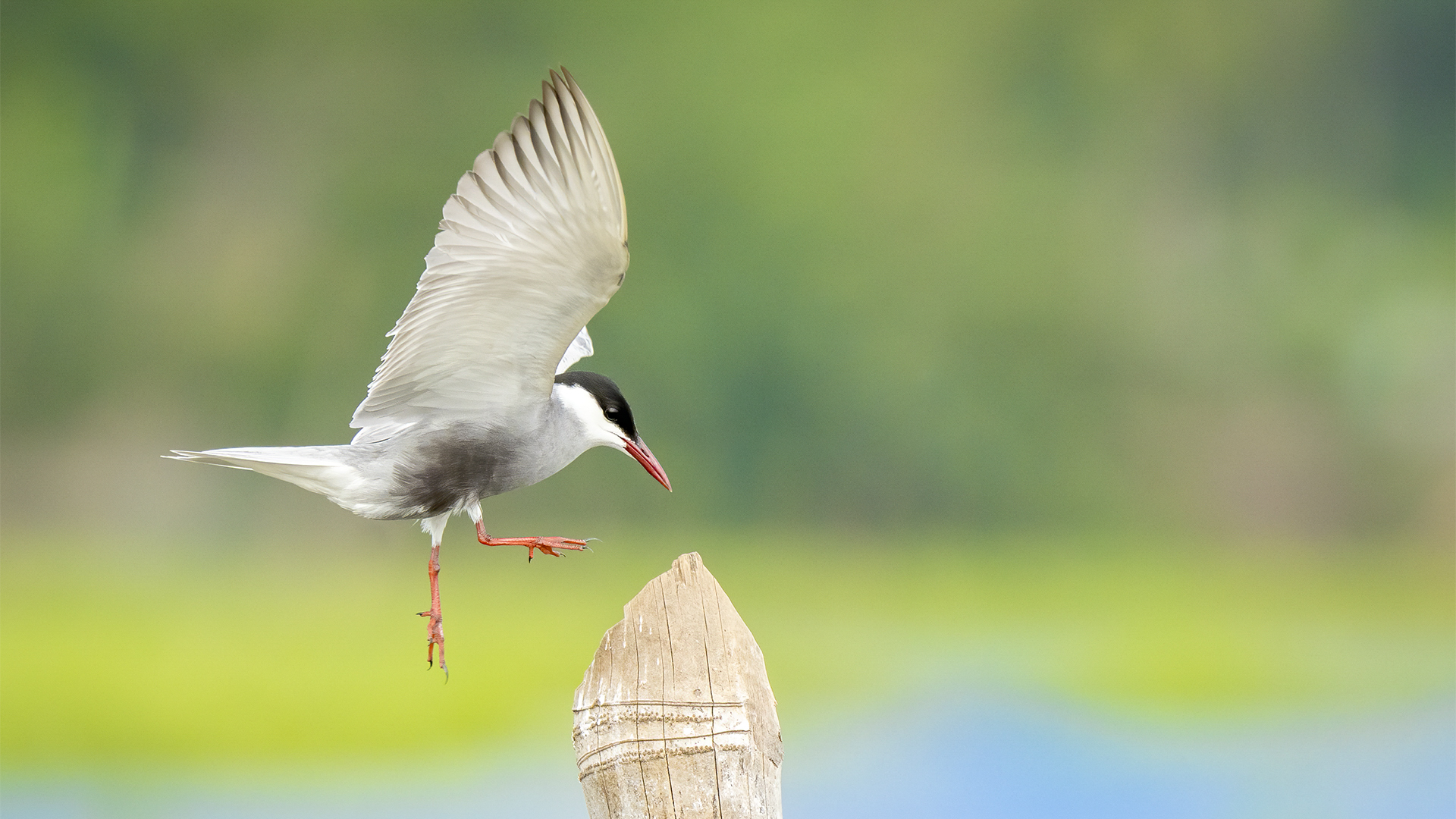 Beauty in Flight Whiskered Tern Spotted at Baruabeel, Darrang © WWW.NEJIBAHMED.COM .jpg